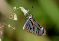 Ithomia terra 002b small1 - Learn Butterflies